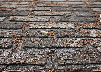 PRO TOP Roofing Images